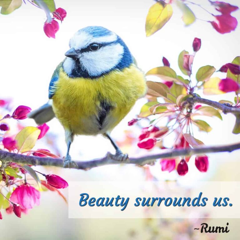 Beauty Surrounds Us - Rumi